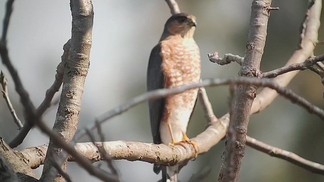 Яструб неоарктичний - ML646409870