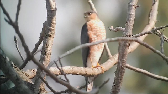 Яструб неоарктичний - ML646409871