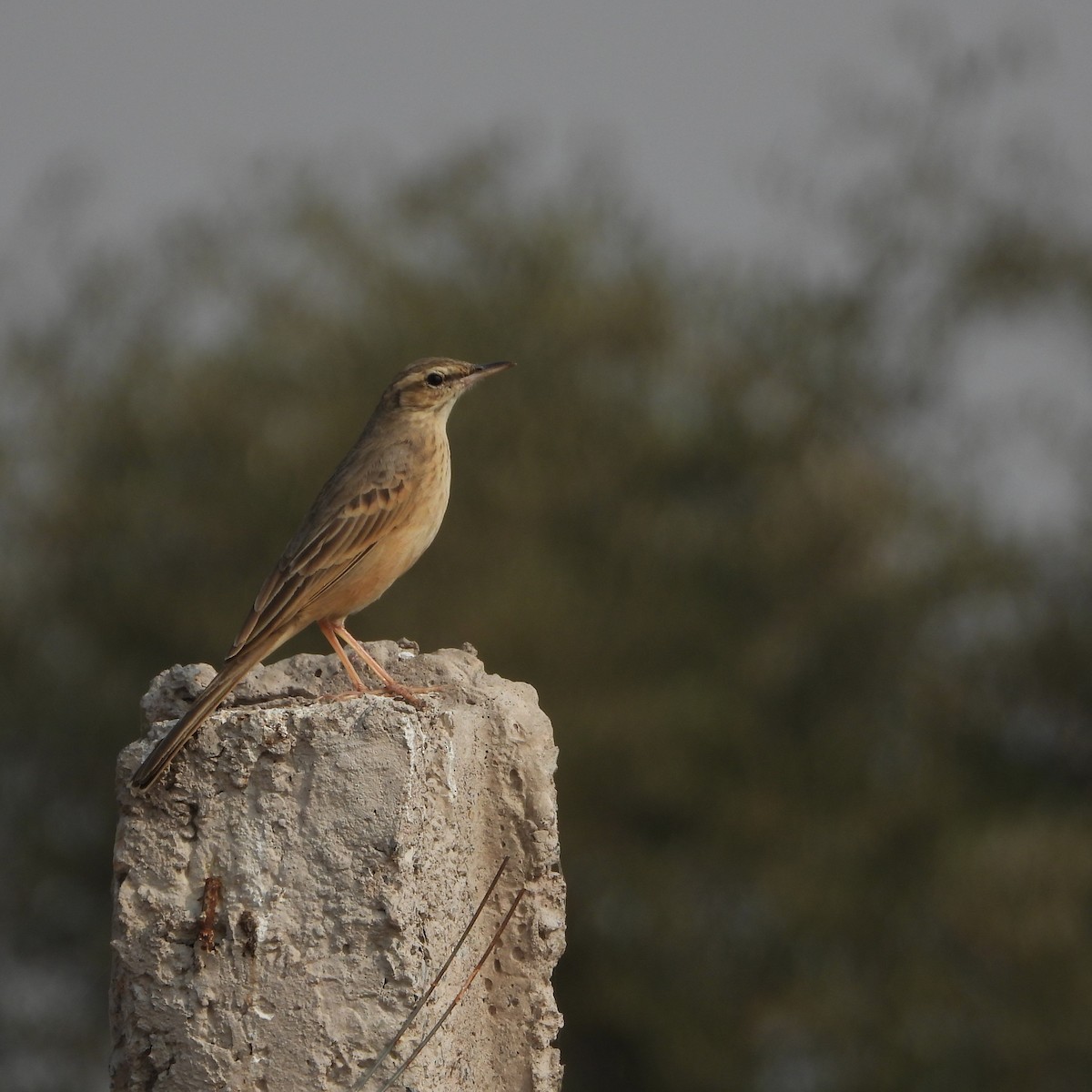 linduška dlouhozobá - ML646409872