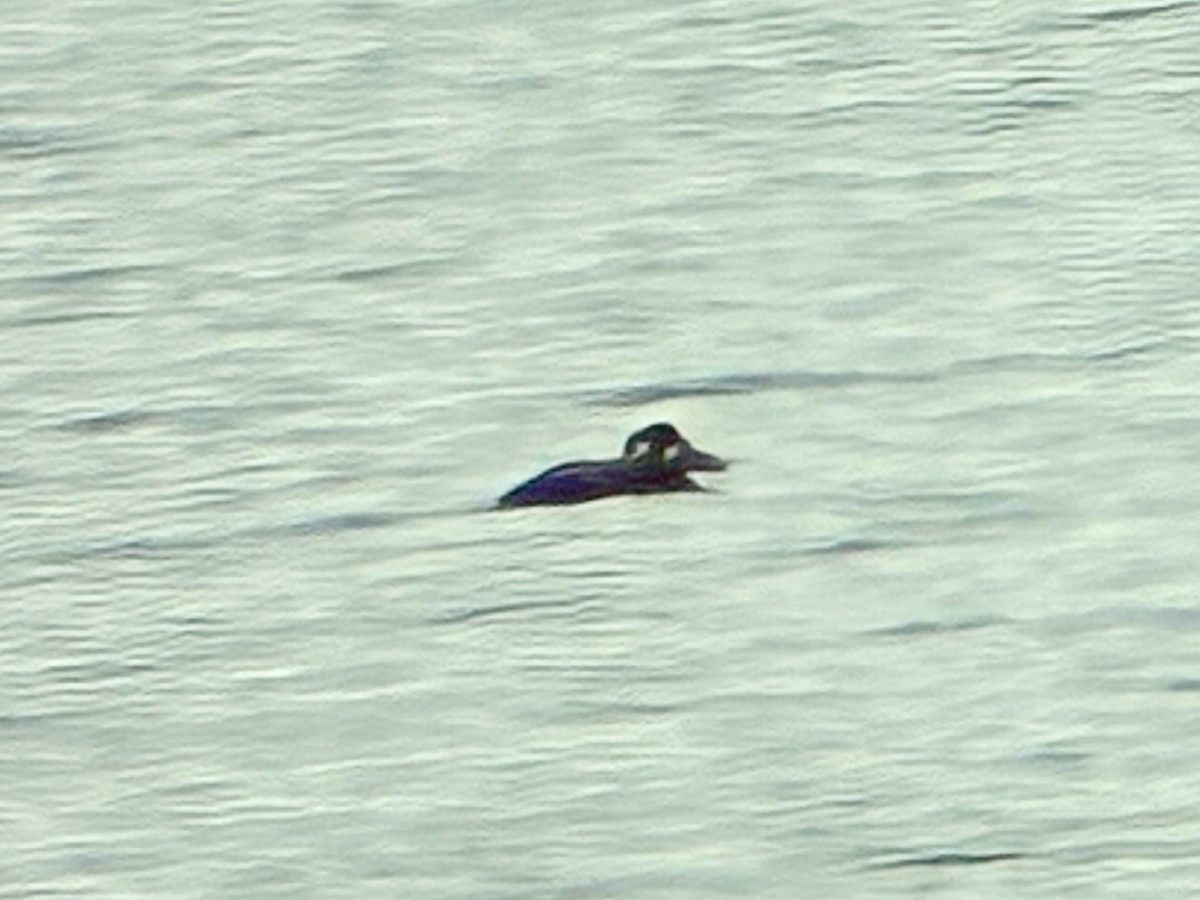 Surf Scoter - ML646409873