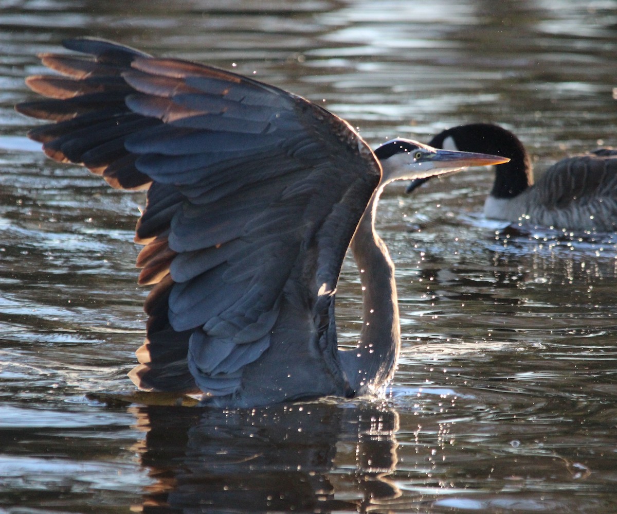 Great Blue Heron - ML646409874