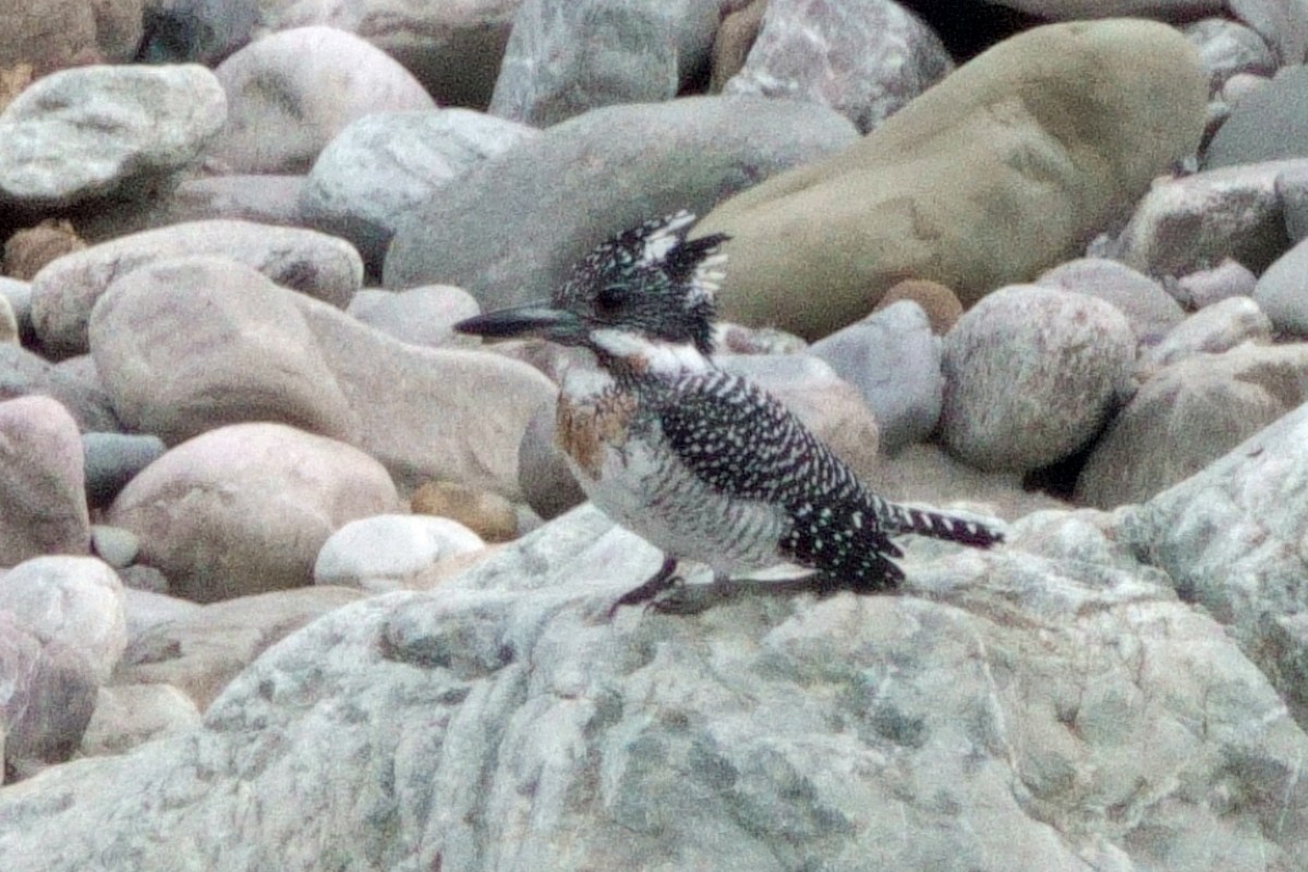 Crested Kingfisher - ML646409875