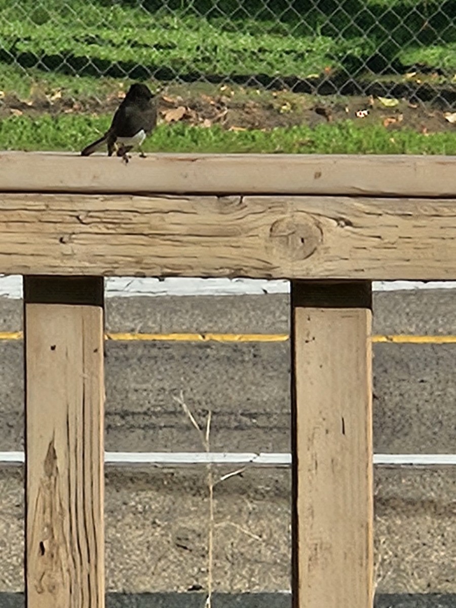 Black Phoebe - ML646409876