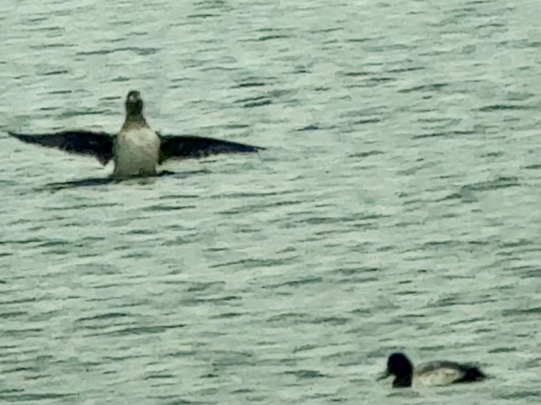 Surf Scoter - ML646409877