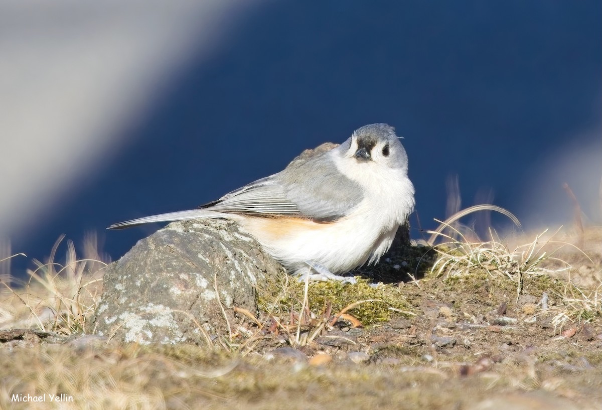Tufted Titmouse - ML646409878
