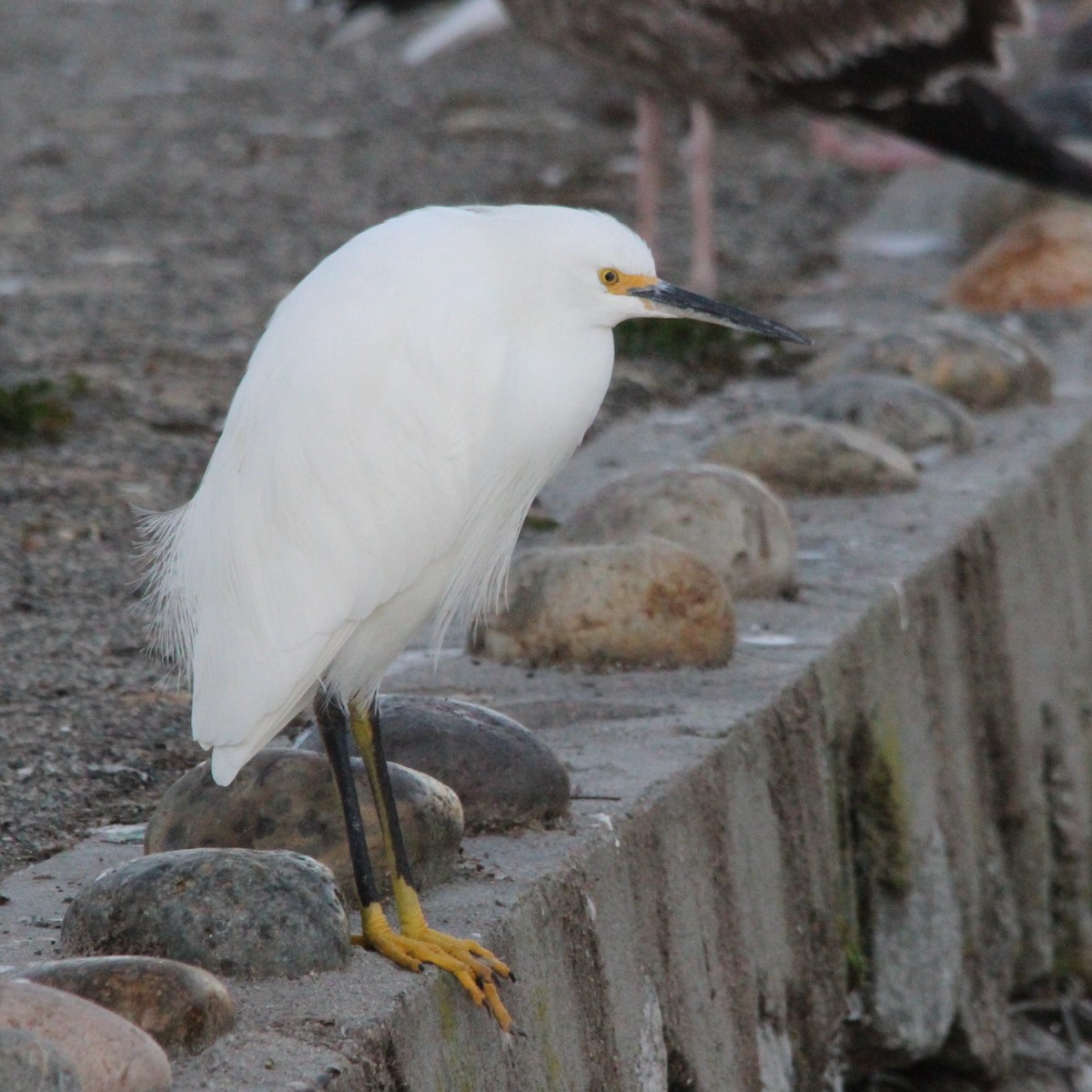 Snowy Egret - ML646409880