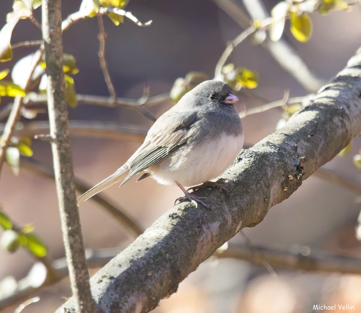 Dark-eyed Junco - ML646409882