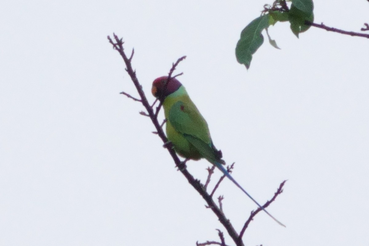 Plum-headed Parakeet - ML646409884
