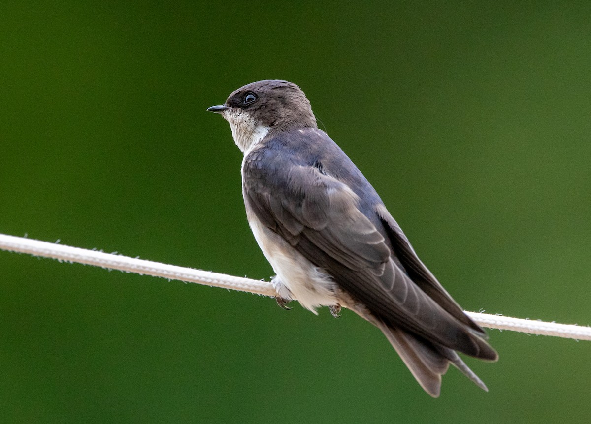 vlaštovka modrobílá - ML646409886