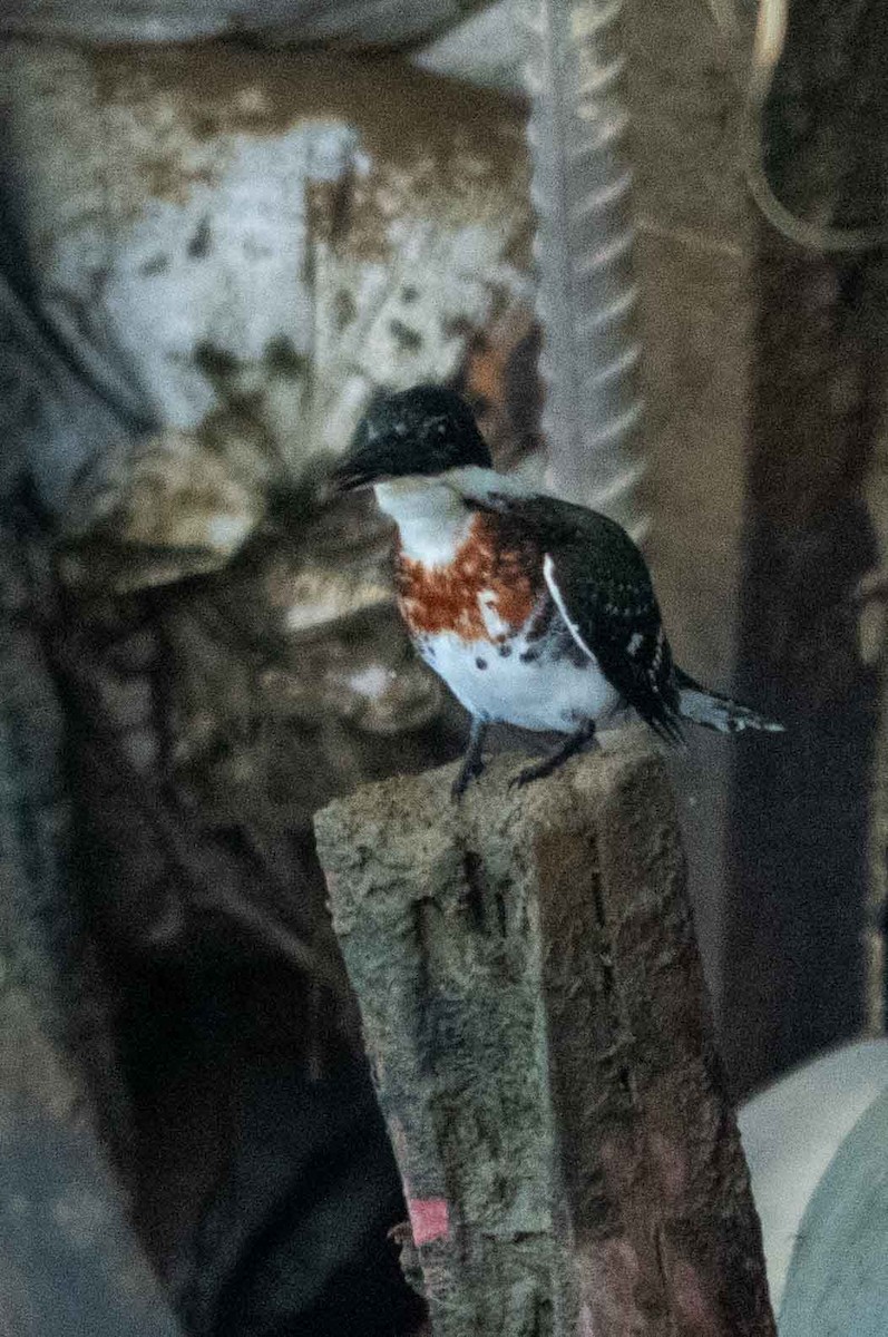 Green Kingfisher - ML646409888