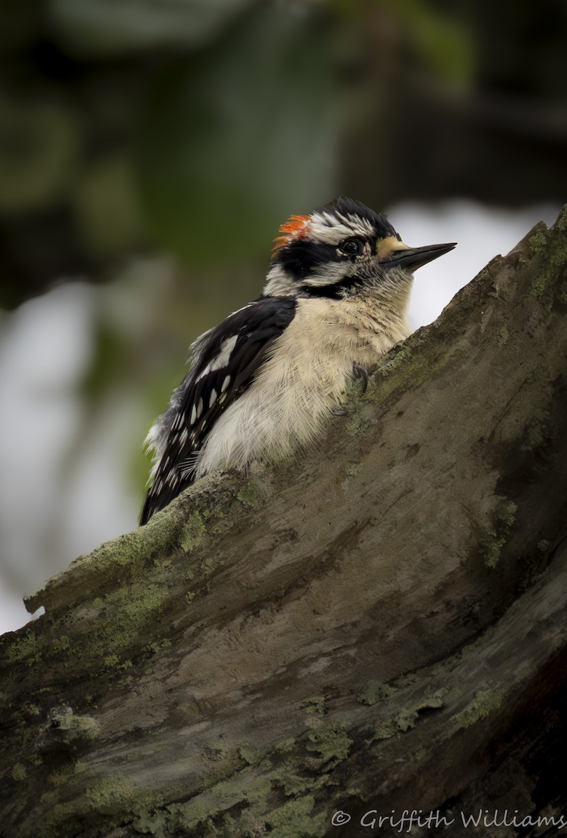 Downy Woodpecker - ML646409889