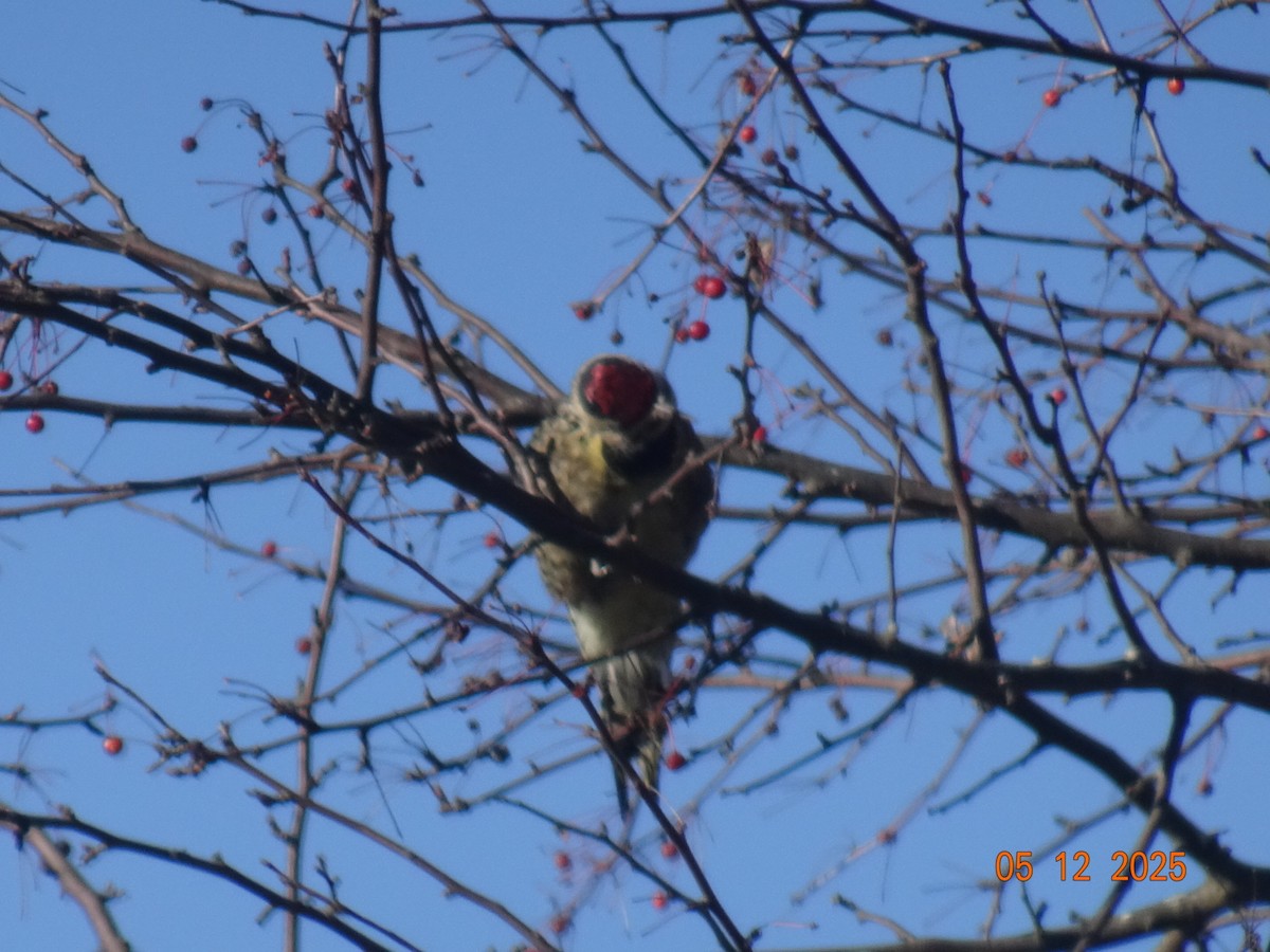 datel rudohrdlý - ML646409890