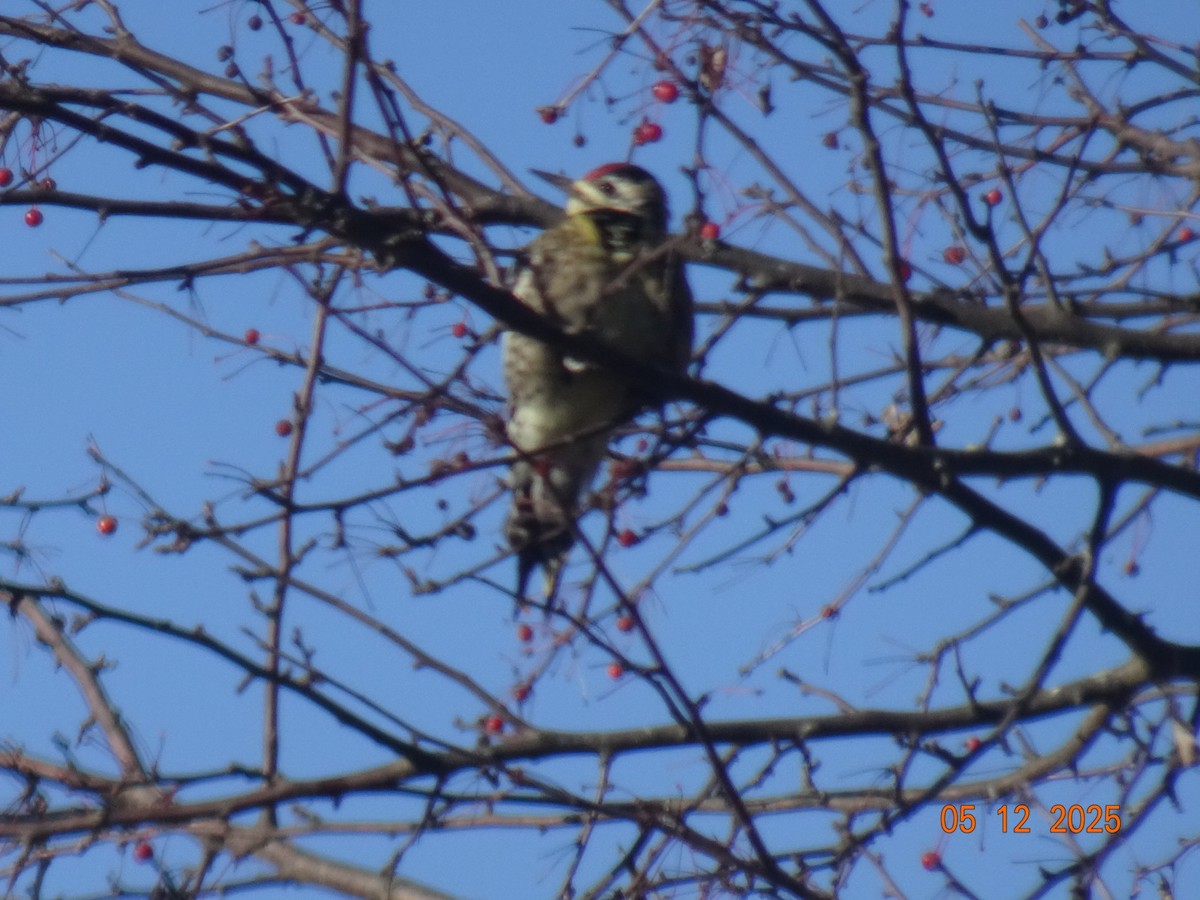 datel rudohrdlý - ML646409891