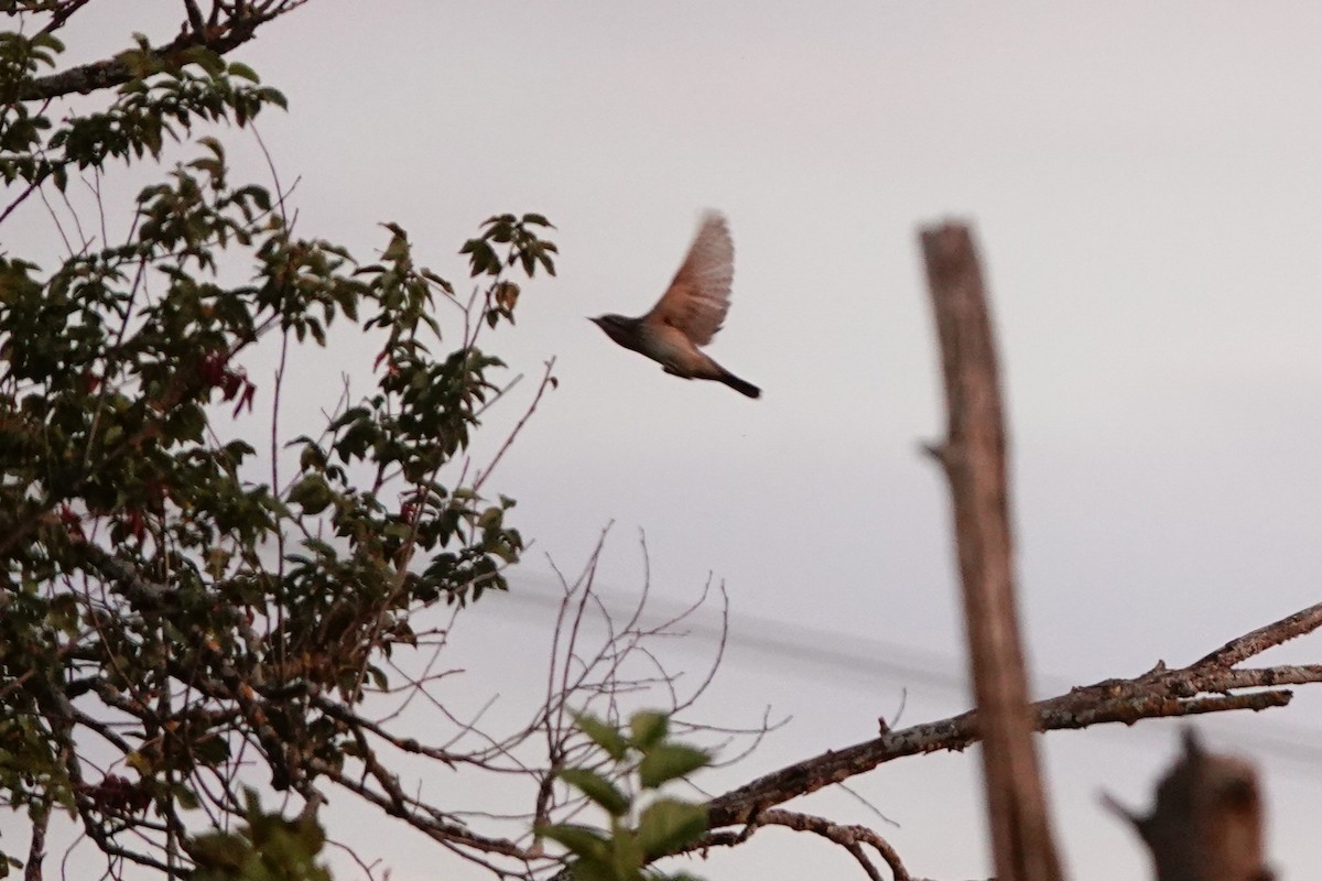 地啄木 - ML646409892