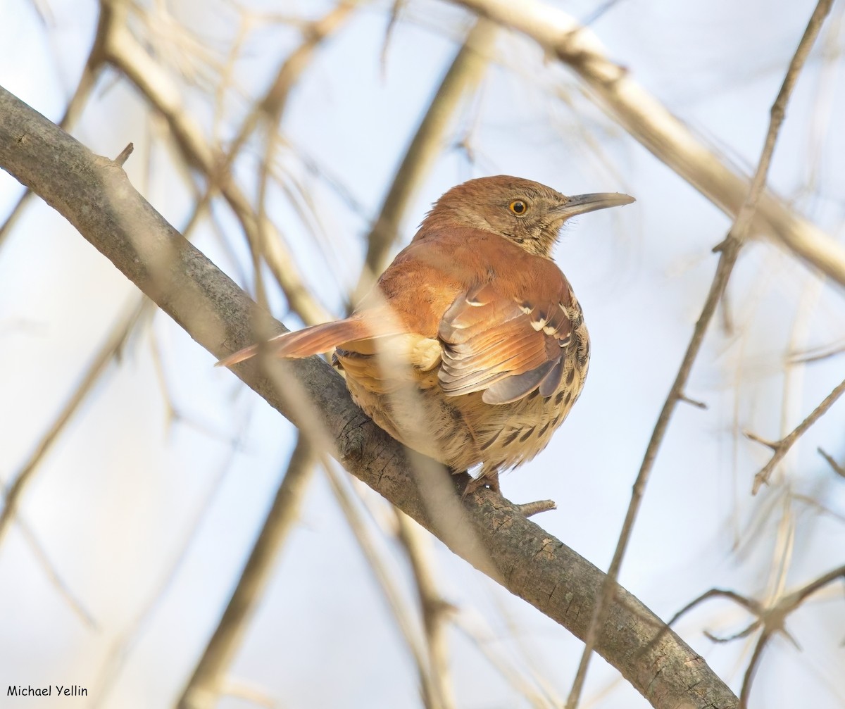 Brown Thrasher - ML646409893