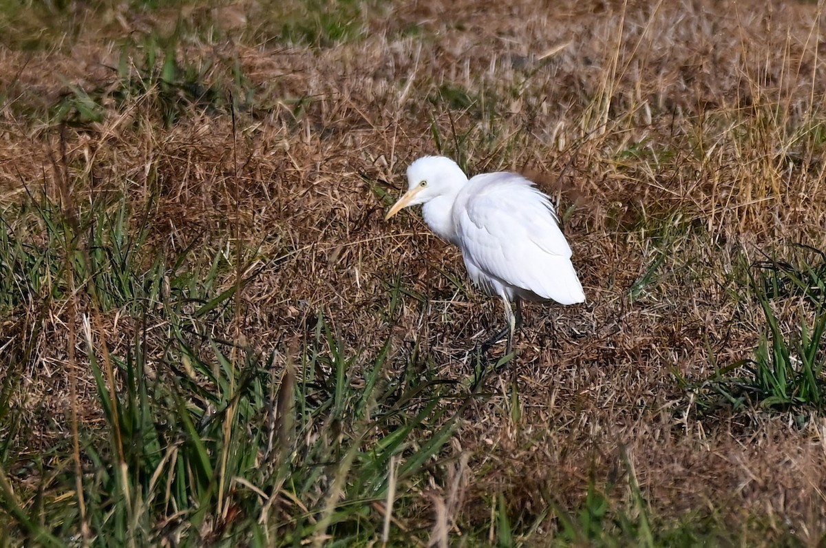 Koartzatxo itzaina - ML646409894