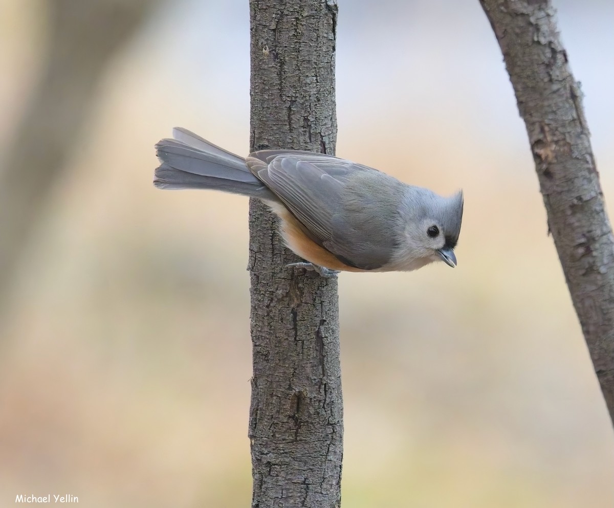 Tufted Titmouse - ML646409898