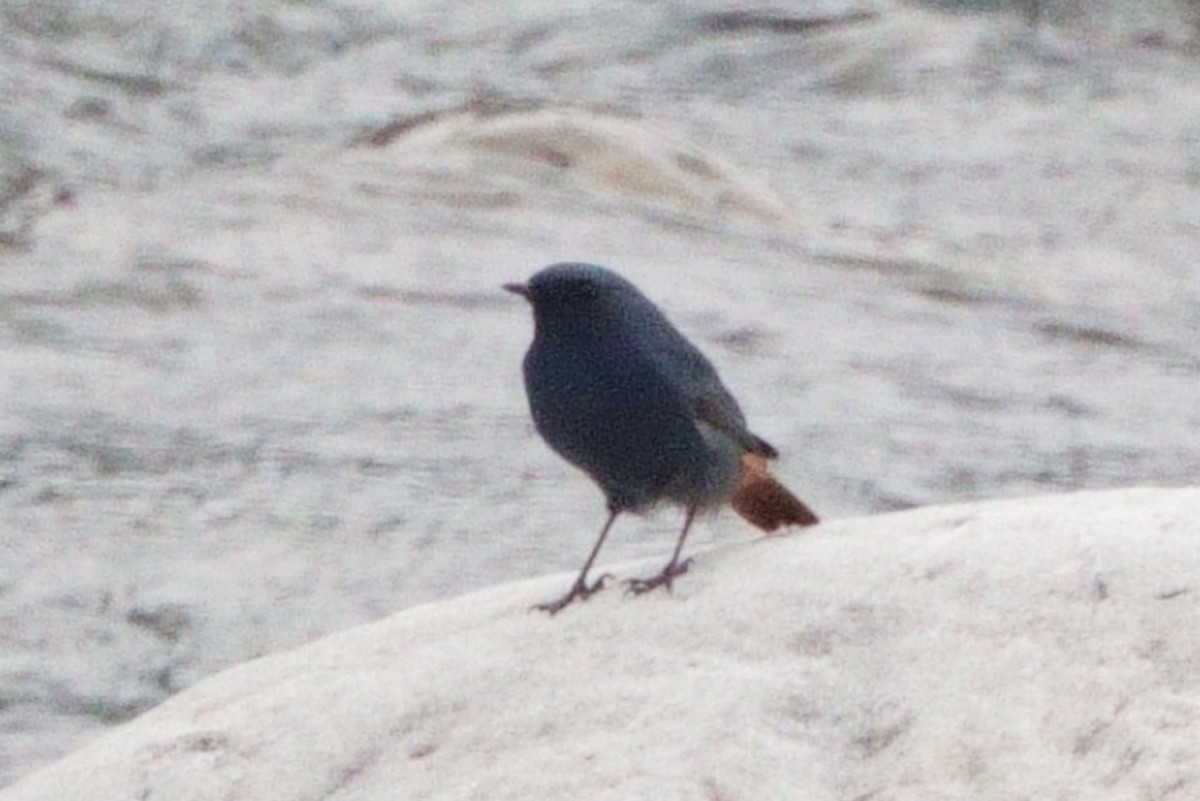Plumbeous Redstart - ML646409902
