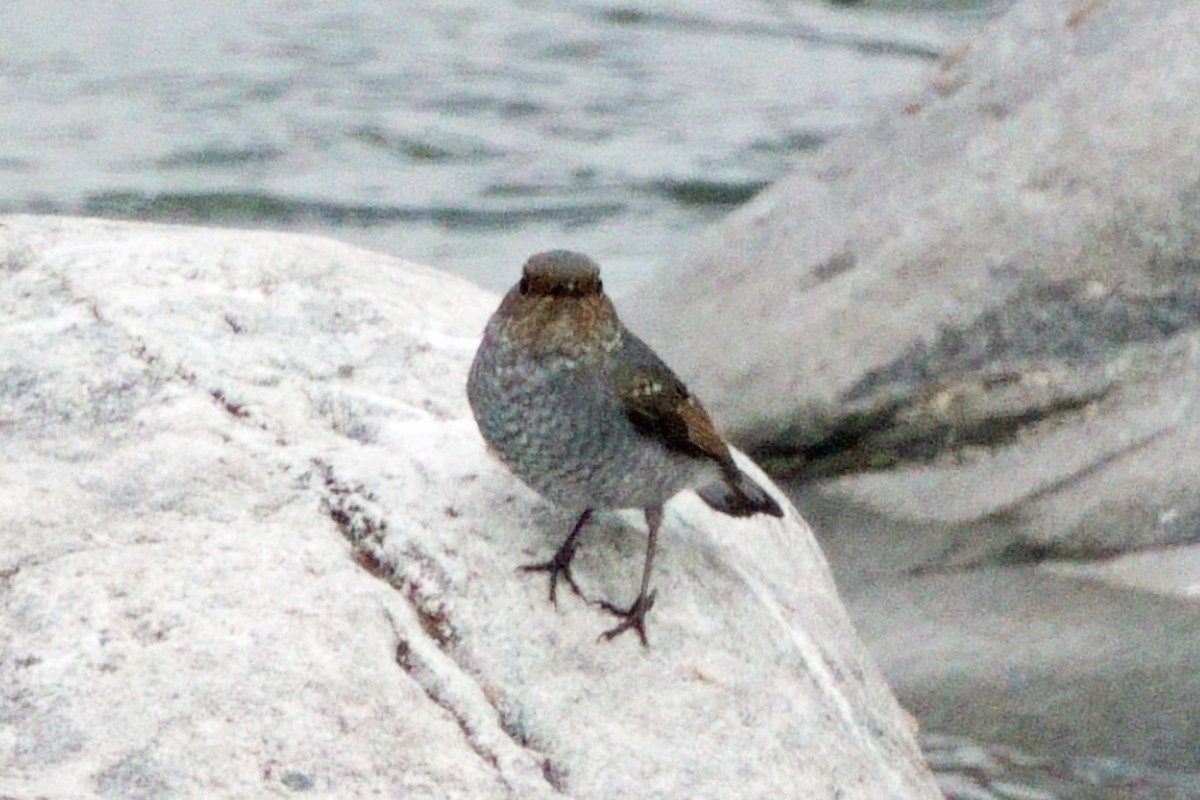 Plumbeous Redstart - ML646409903