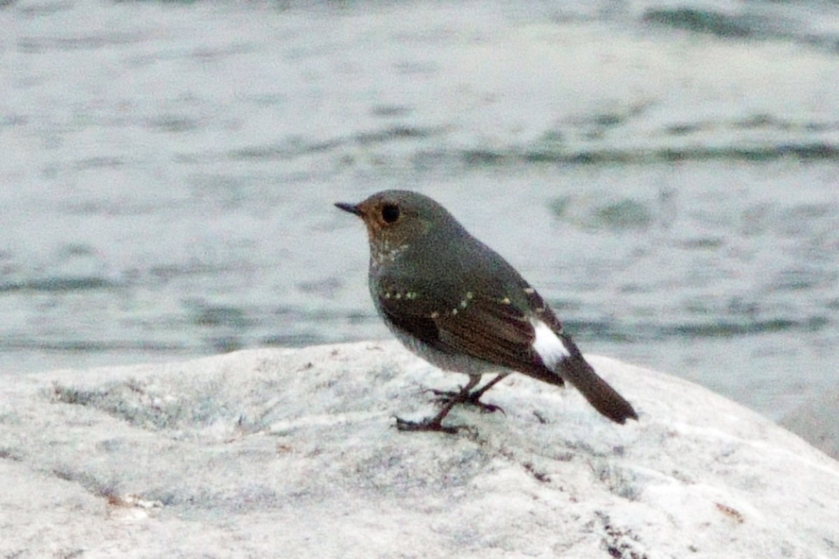 Plumbeous Redstart - ML646409904