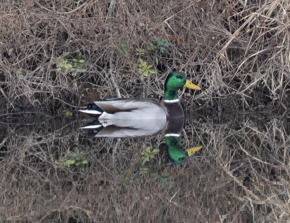 Зэрлэг нугас - ML646409905