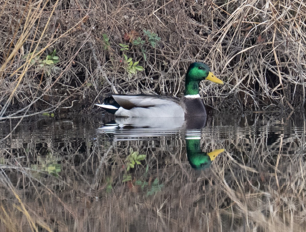 Зэрлэг нугас - ML646409906