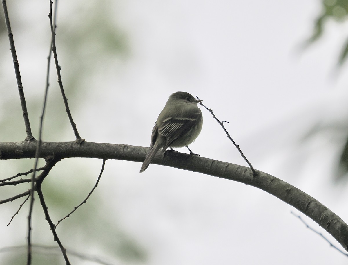 Hammond's Flycatcher - ML646409907