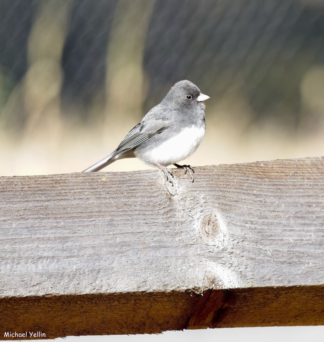 Dark-eyed Junco - ML646409909