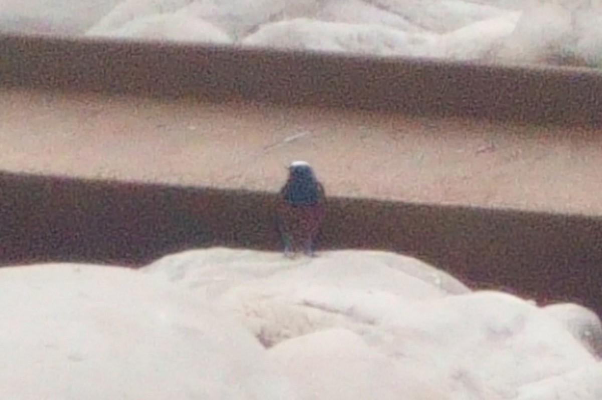 White-capped Redstart - ML646409910