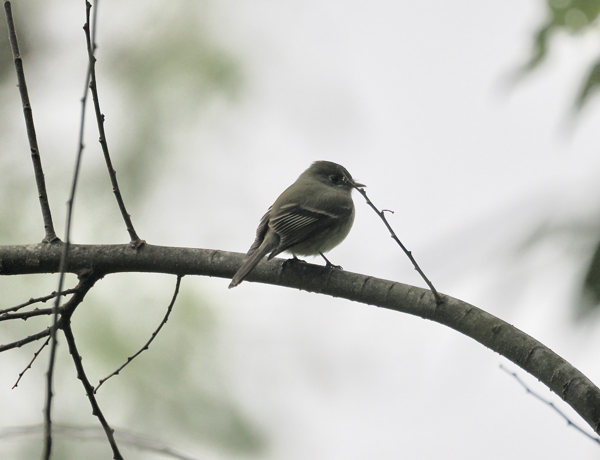 Hammond's Flycatcher - ML646409911