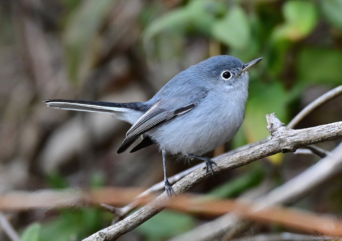 Blue-gray Gnatcatcher - ML646409916