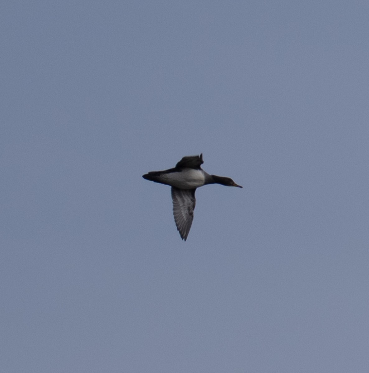 Hooded Merganser - ML646409917