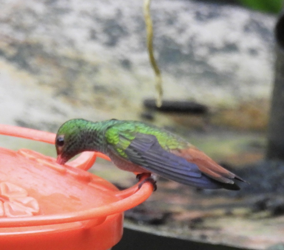Rufous-tailed Hummingbird - ML646409923