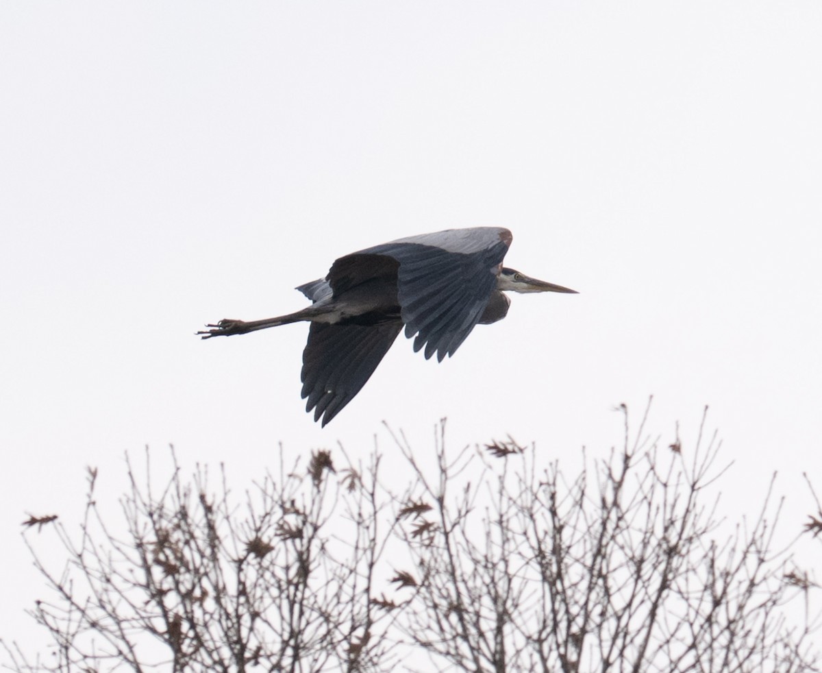 Great Blue Heron - ML646409925