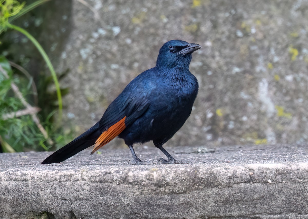 Red-winged Starling - ML646409926