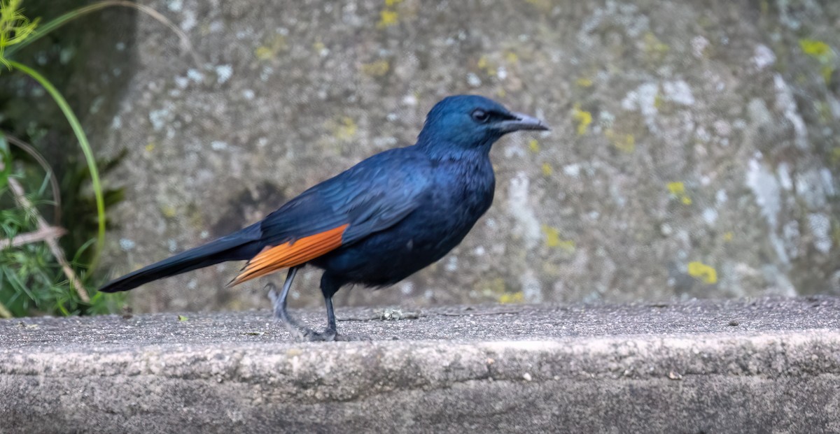 Red-winged Starling - ML646409927