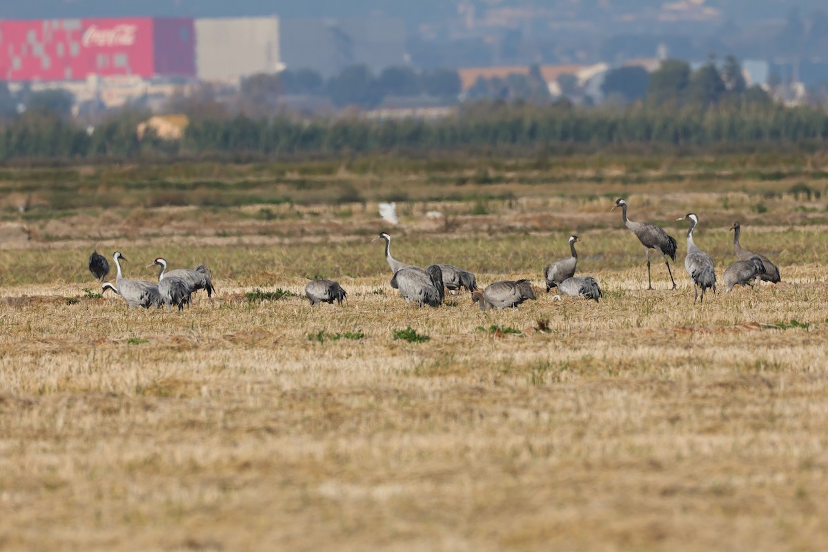 Common Crane - ML646409928