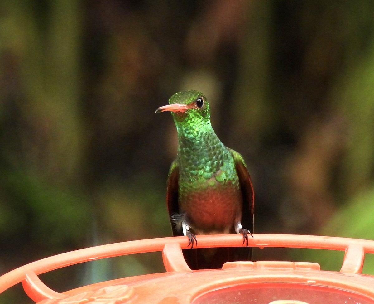 Rufous-tailed Hummingbird - ML646409929