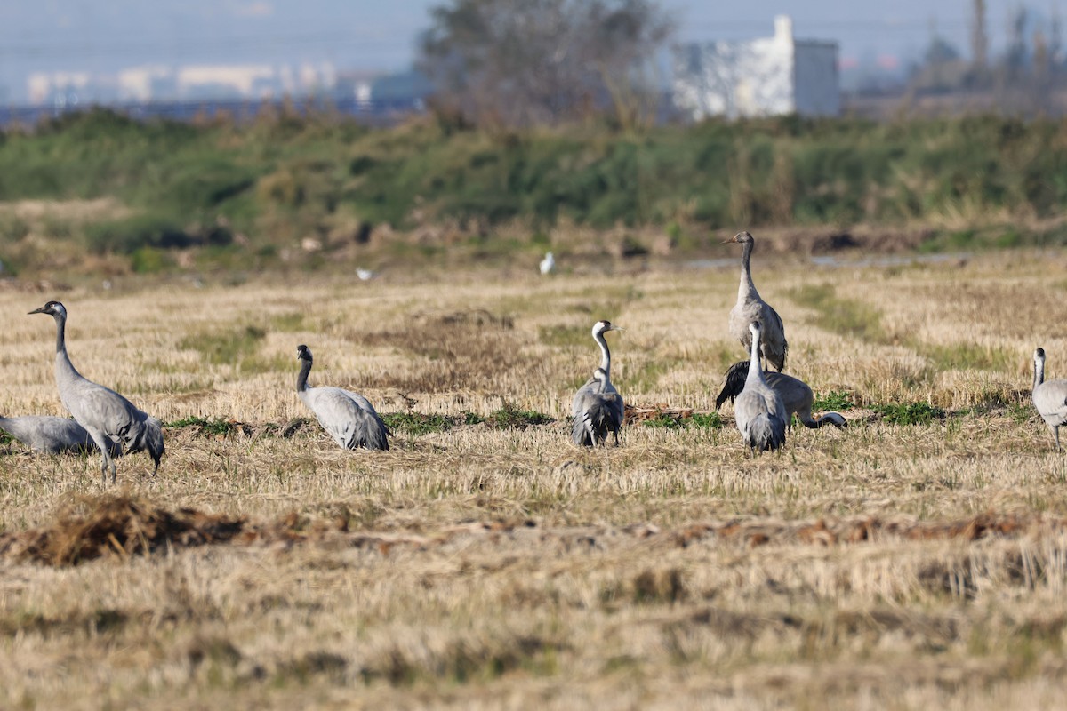 Common Crane - ML646409932