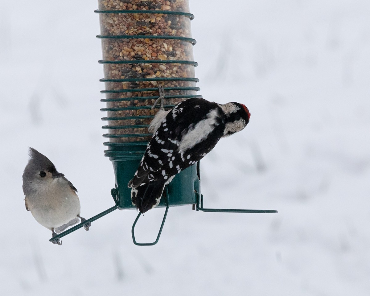 Downy Woodpecker - ML646409933