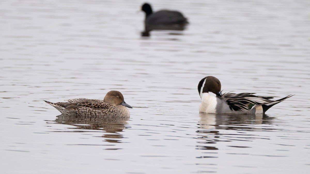 Northern Pintail - ML646409934