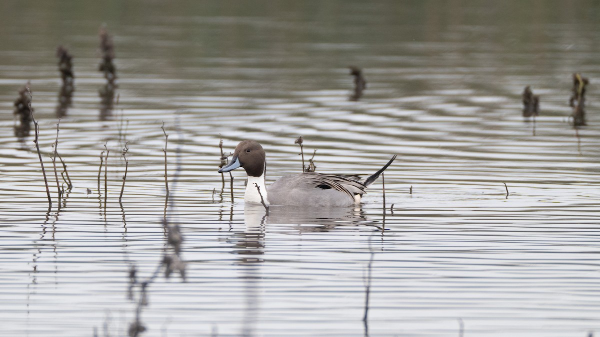 Northern Pintail - ML646409935
