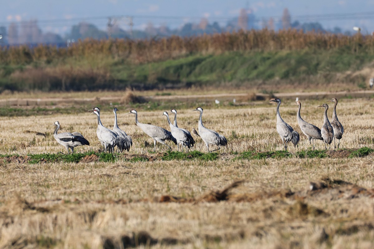 Common Crane - ML646409936