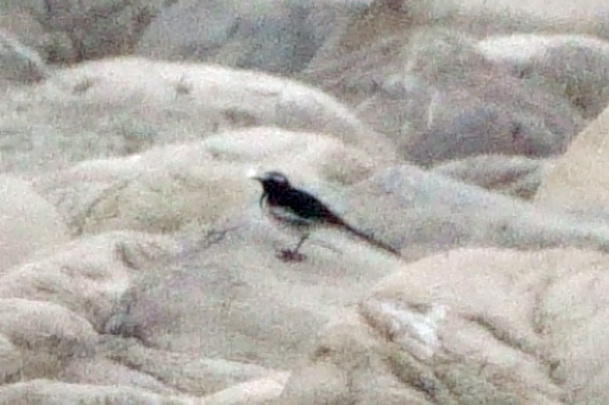 White-browed Wagtail - ML646409939