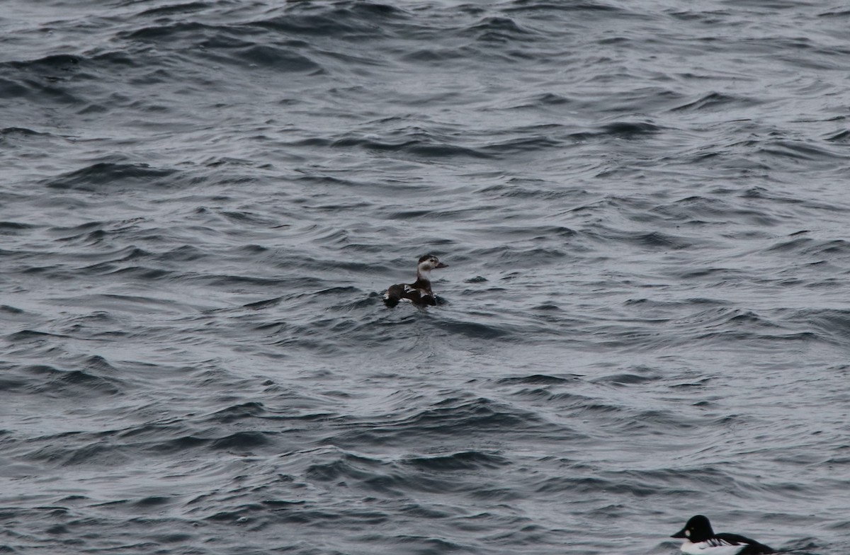 Long-tailed Duck - ML646409940