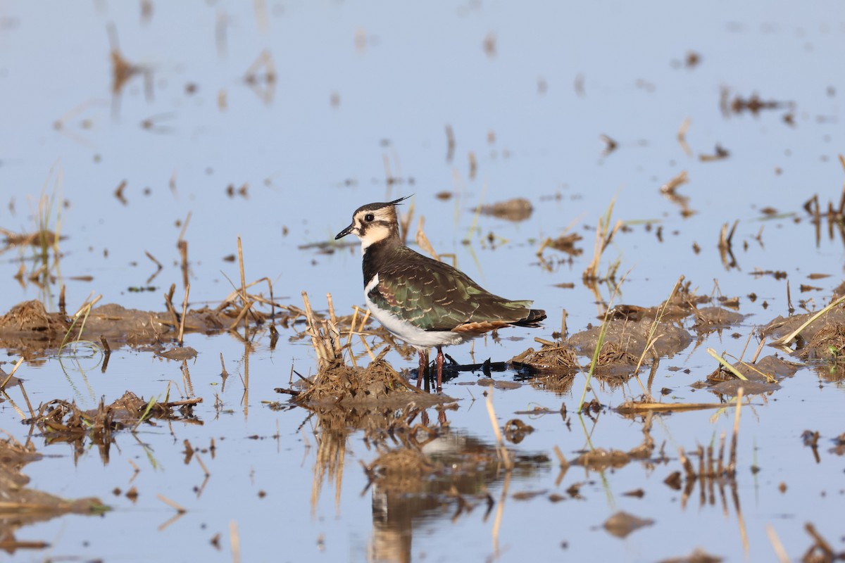 Northern Lapwing - ML646409941