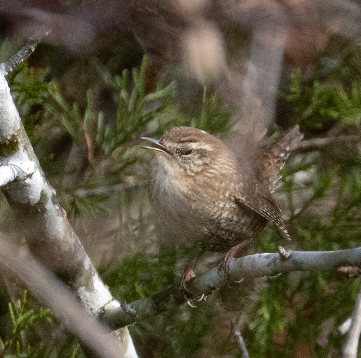 Winter Wren - ML646409942