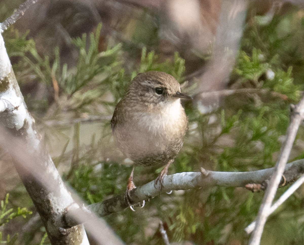 Winter Wren - ML646409943