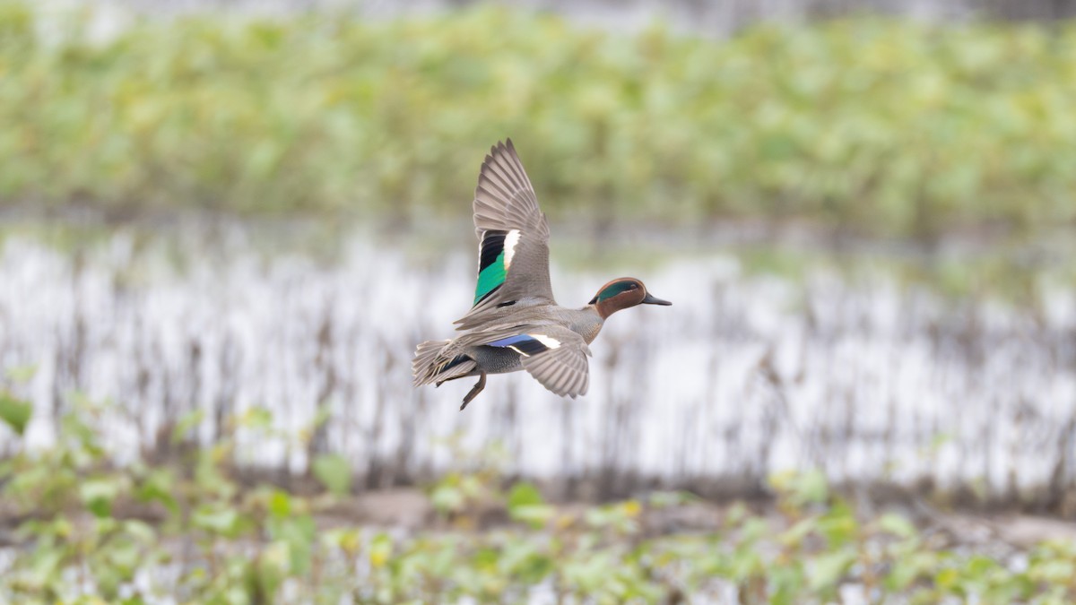 Green-winged Teal - ML646409944