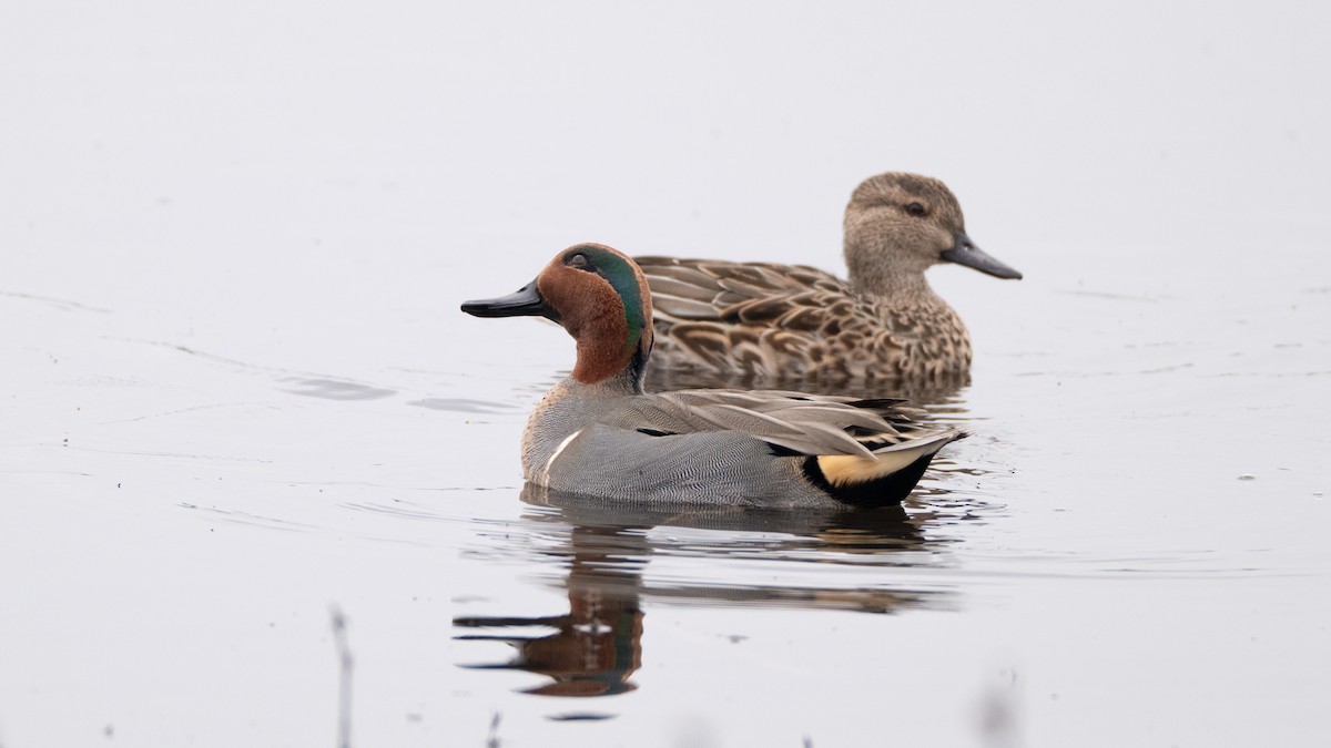 Green-winged Teal - ML646409945